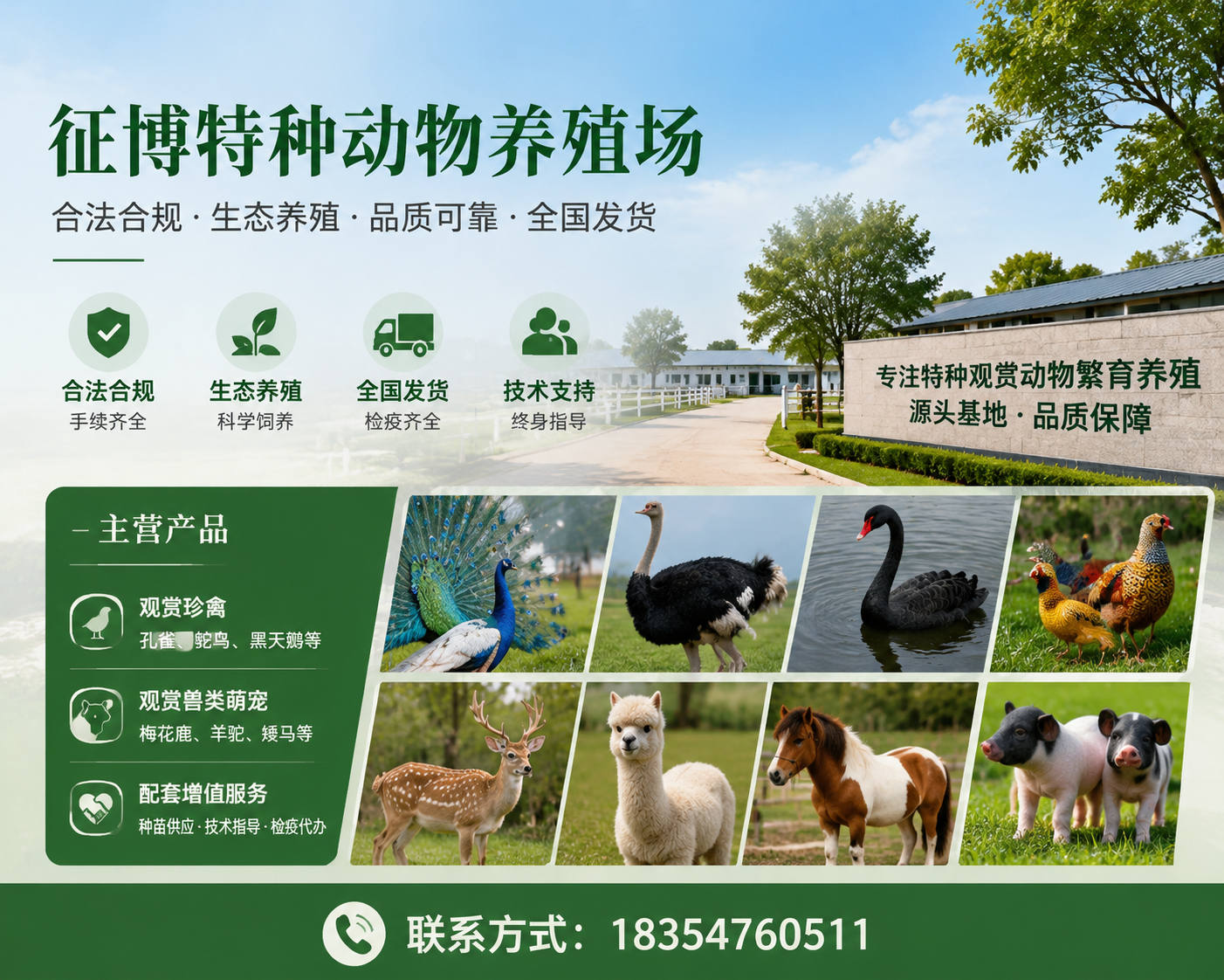 2026 年更新：九龙坡热门的观赏绿头鸭批发厂家有哪些,为啥很多人蹲在湖边，就为了看这平时不起眼的小家伙？