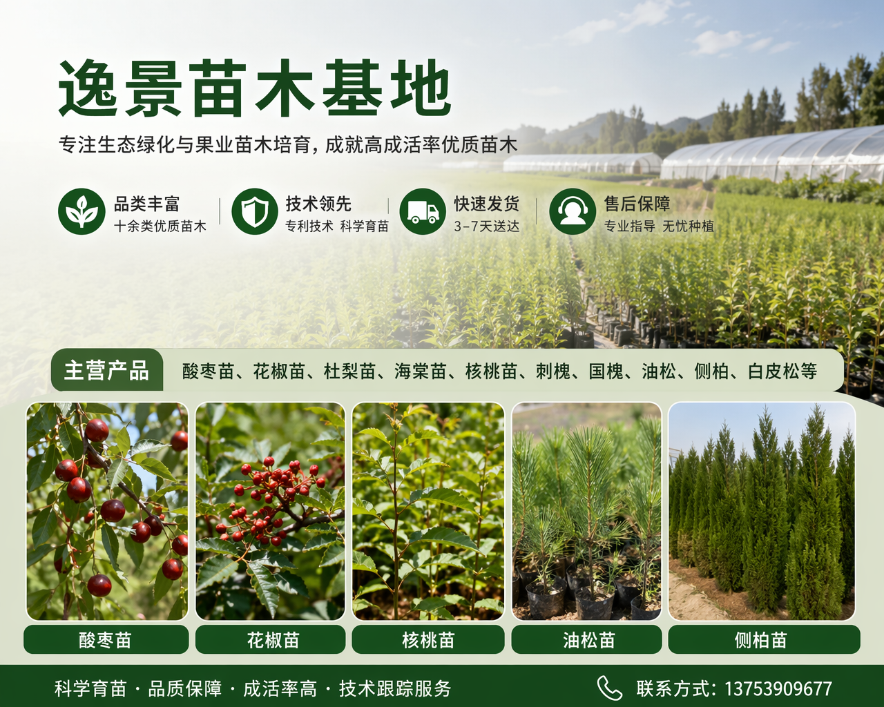 2026 年当下，四子王旗口碑好的大叶黄杨苗基地哪家靠谱,种一棵，一年四季不凋零的秘密