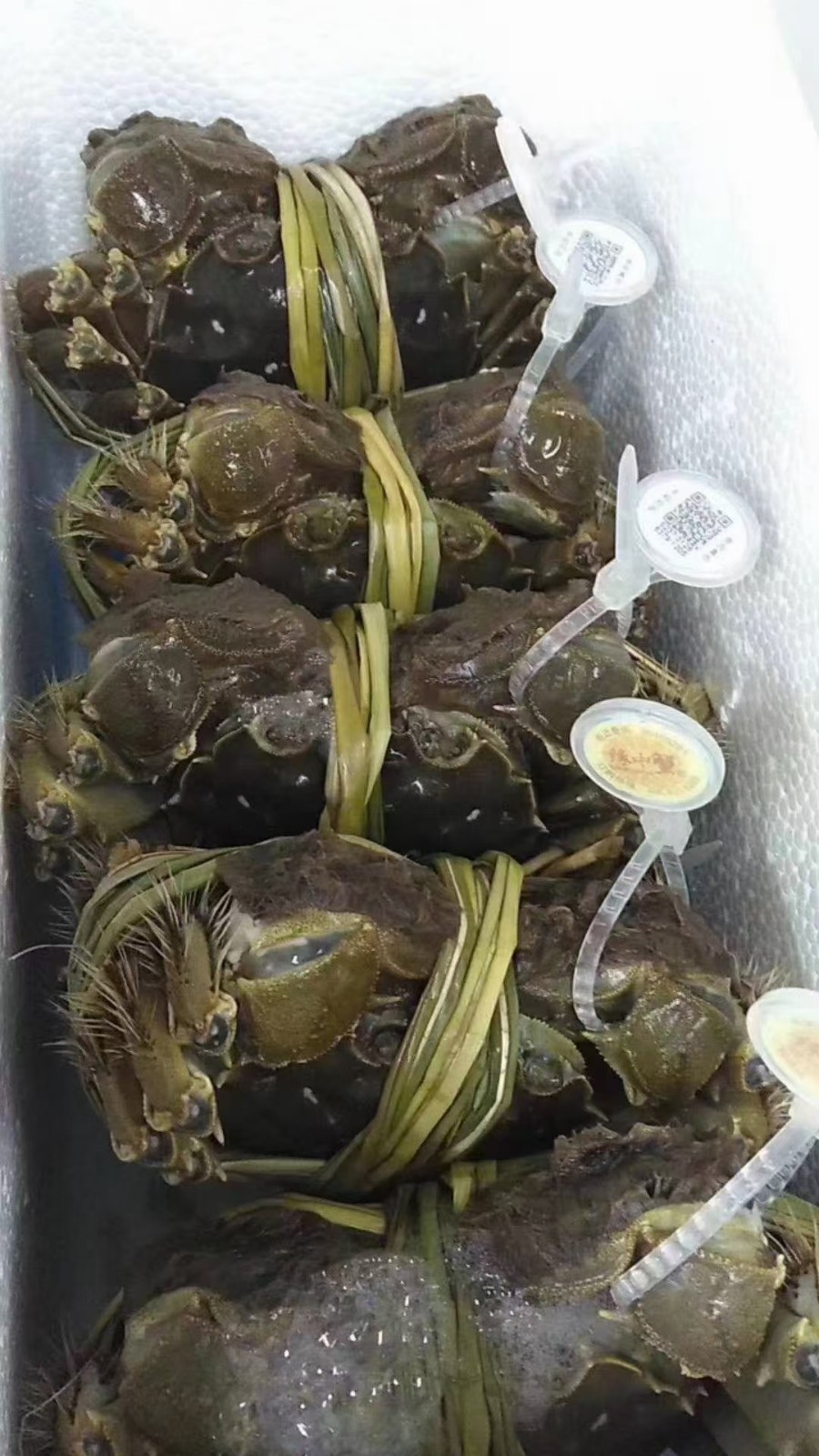 成熟肥蟹