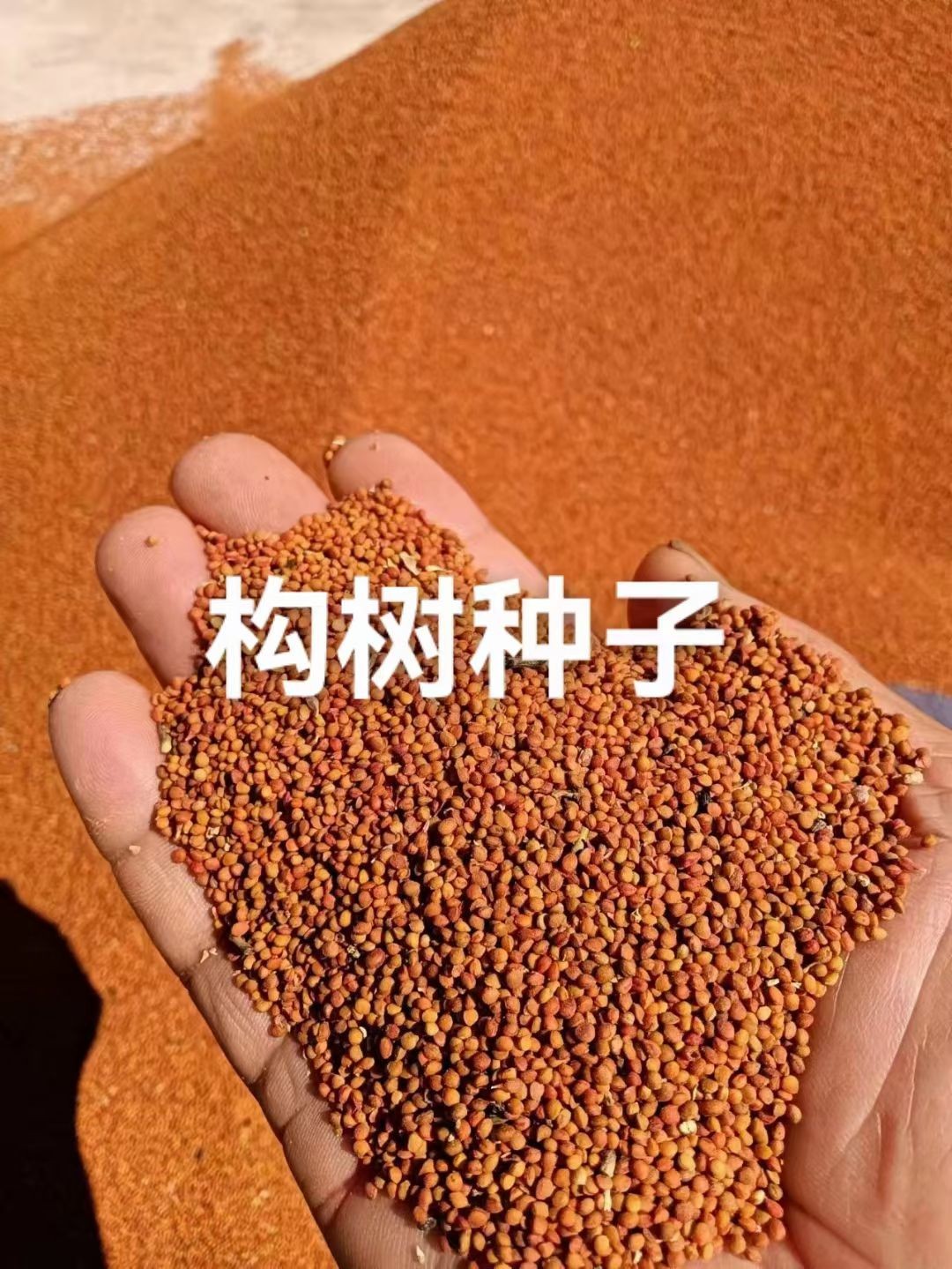 种子储备
