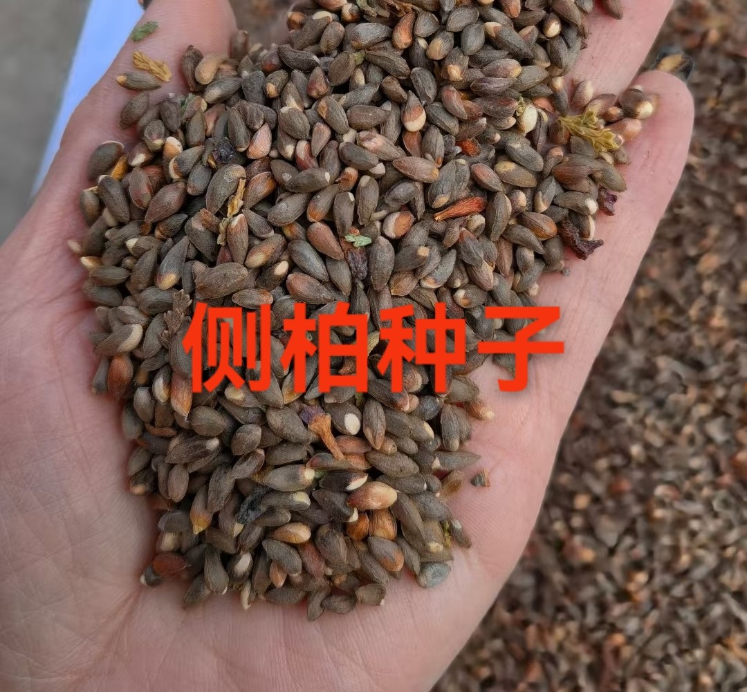 工程用种
