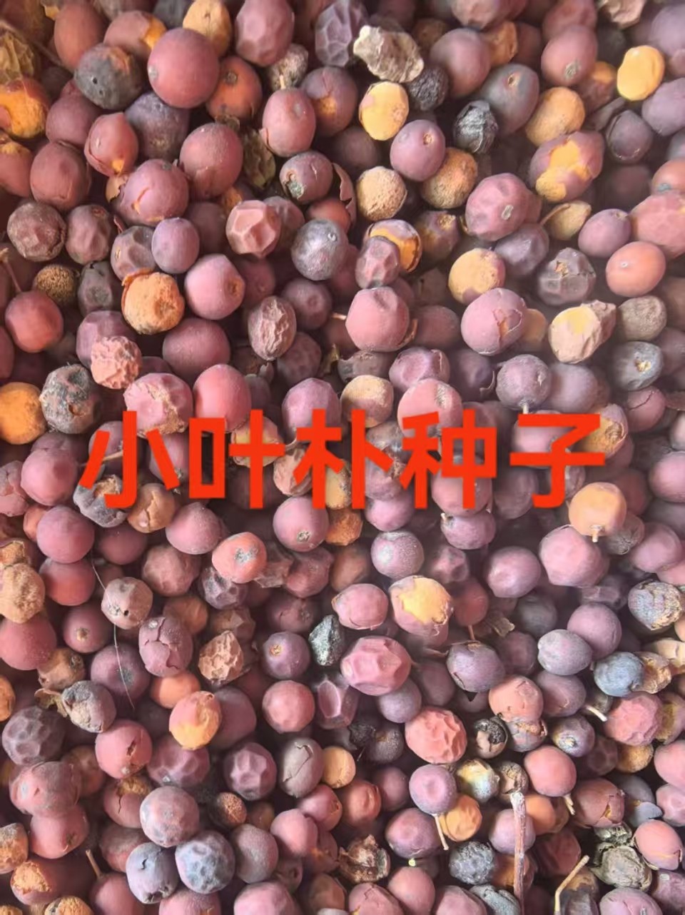 草坪花卉