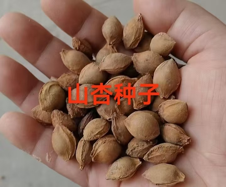 经济作物
