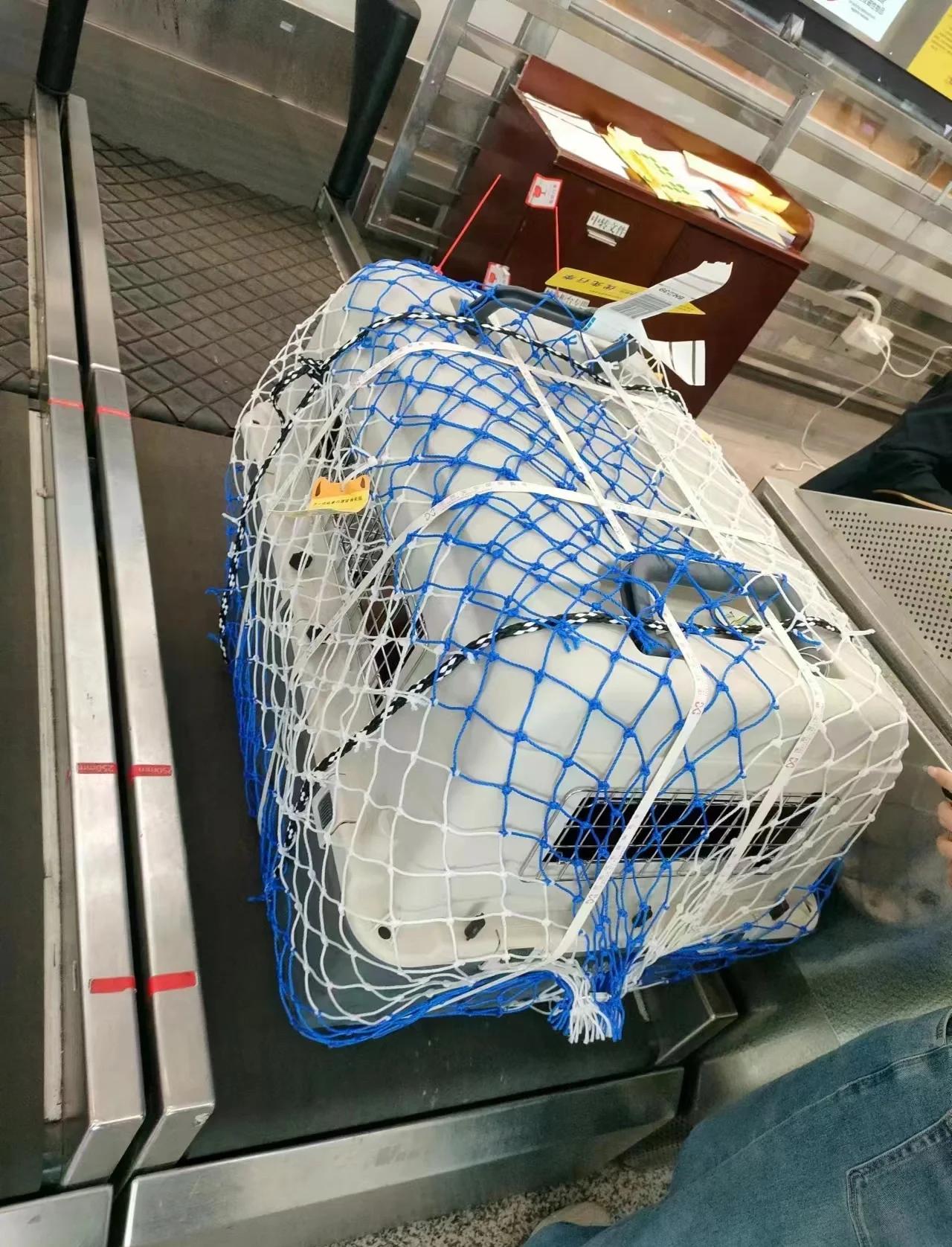 霸州爱萌宠物托运爱萌宠物托运案例展示