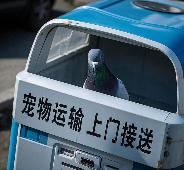 霸州爱萌宠物托运宠物运输哪家好应用场景