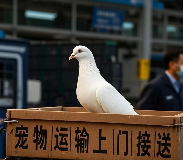 霸州爱萌宠物托运萌宠托运公司展示