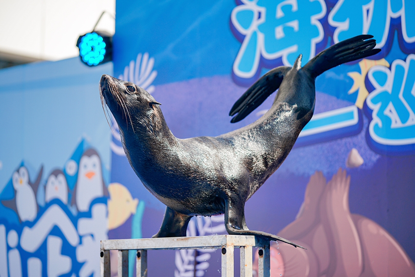 蚌埠硕韵马戏海狮表演出租公司展示