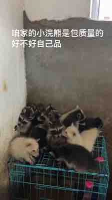 揭阳国展动物租赁回收国展动物租赁回收现货展示