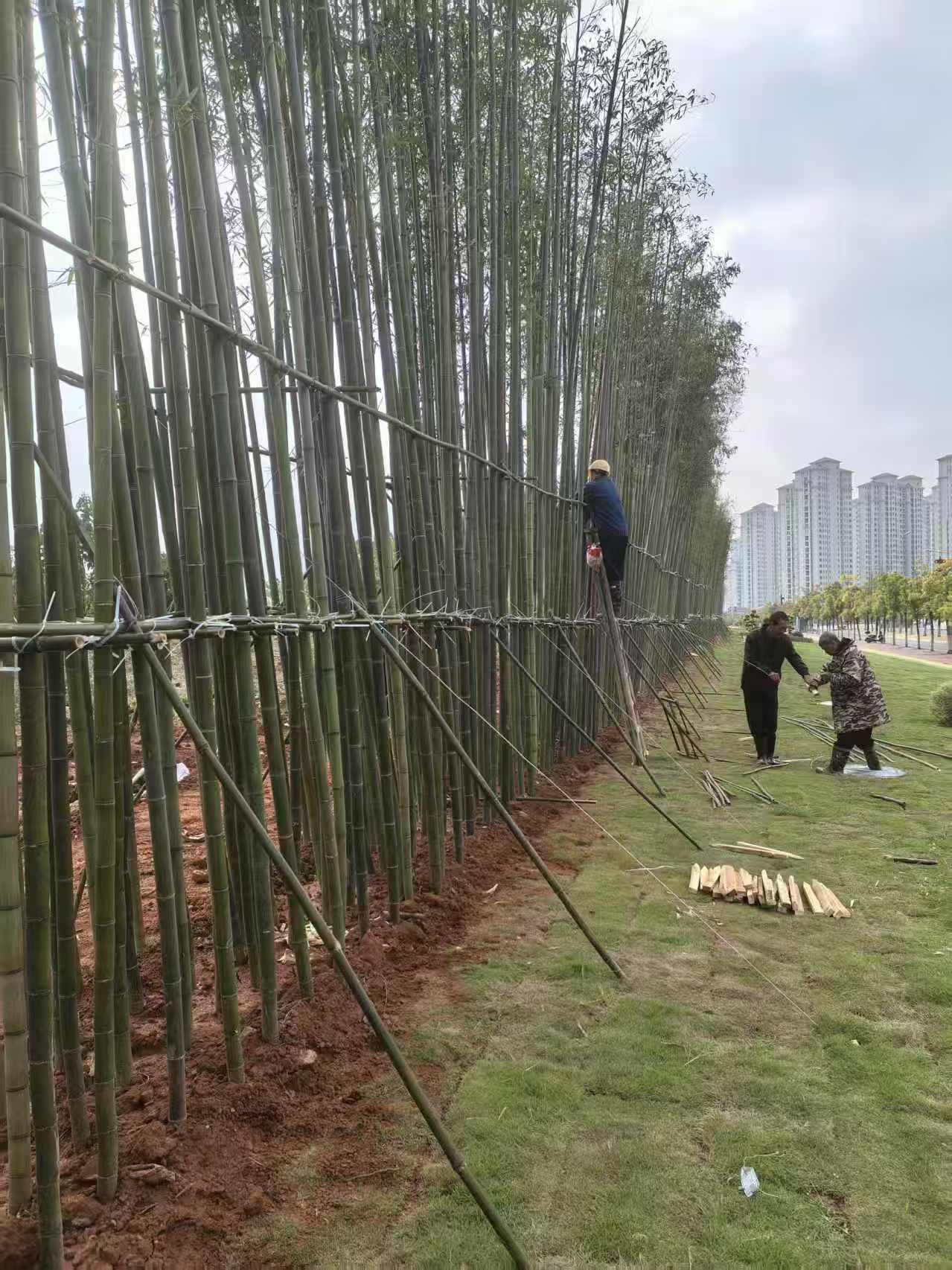 鹤岗刚子竹苗产地金镶玉竹产地案例图片