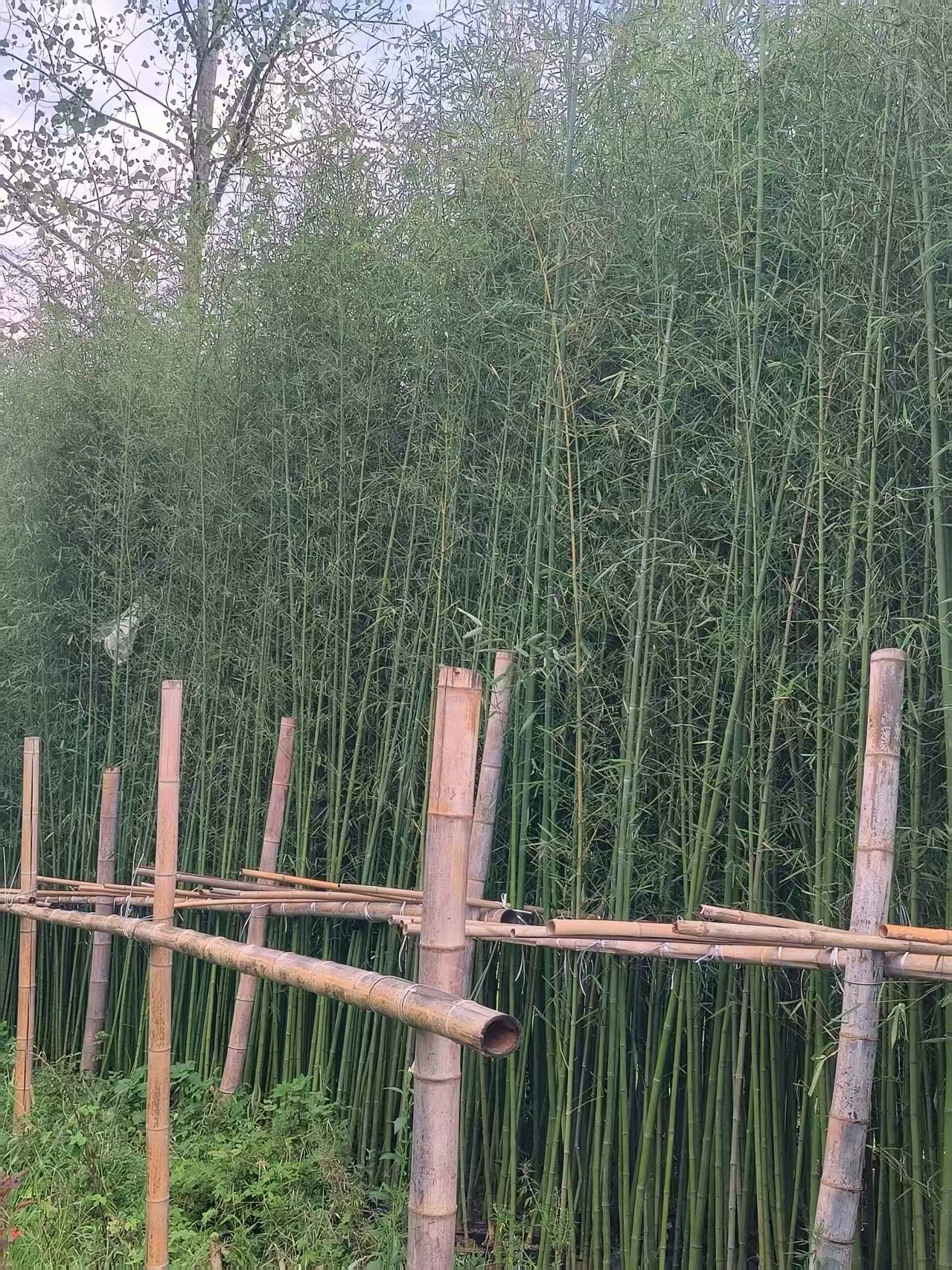 鹤岗刚子竹苗产地2公分刚竹种植基地展示