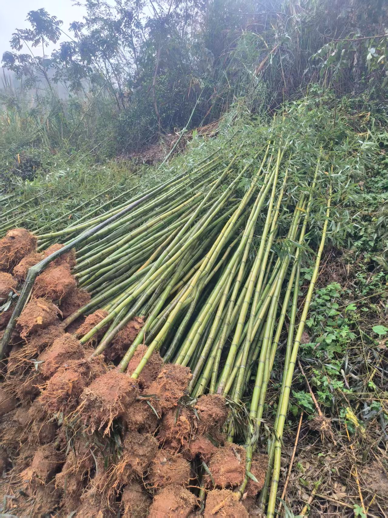 鹤岗刚子竹苗产地2公分刚竹种植基地应用场景