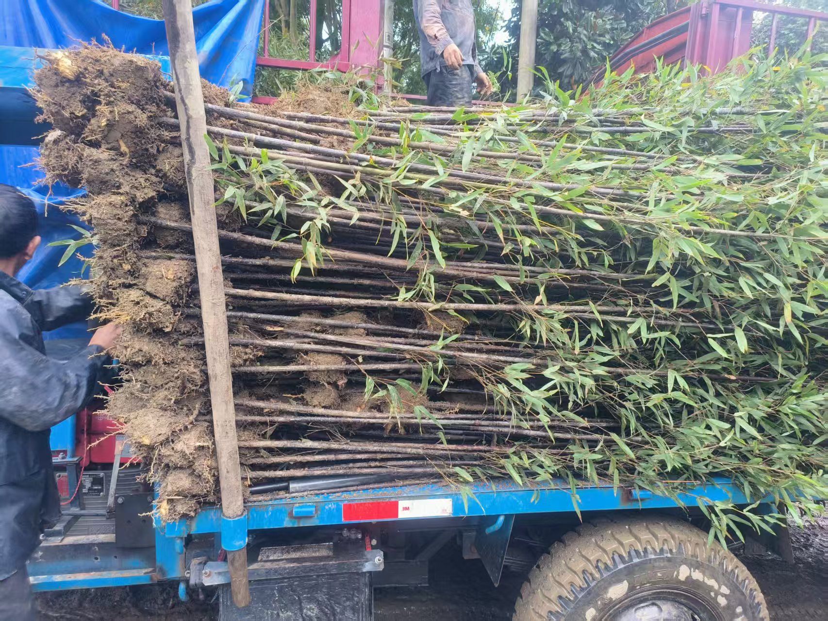 鹤岗刚子竹苗产地刚子竹苗产地产品细节