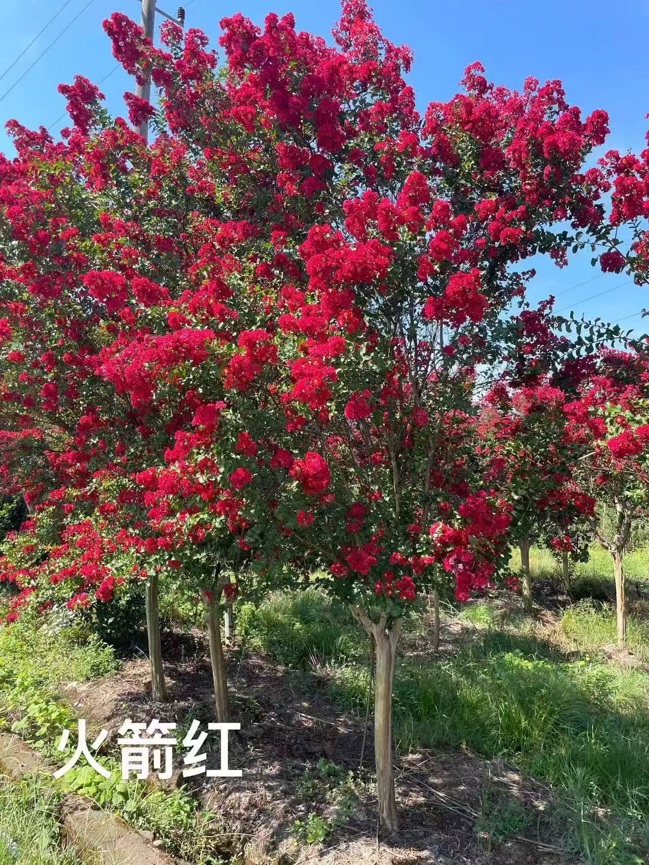 江苏杨家顺花木场案例展示