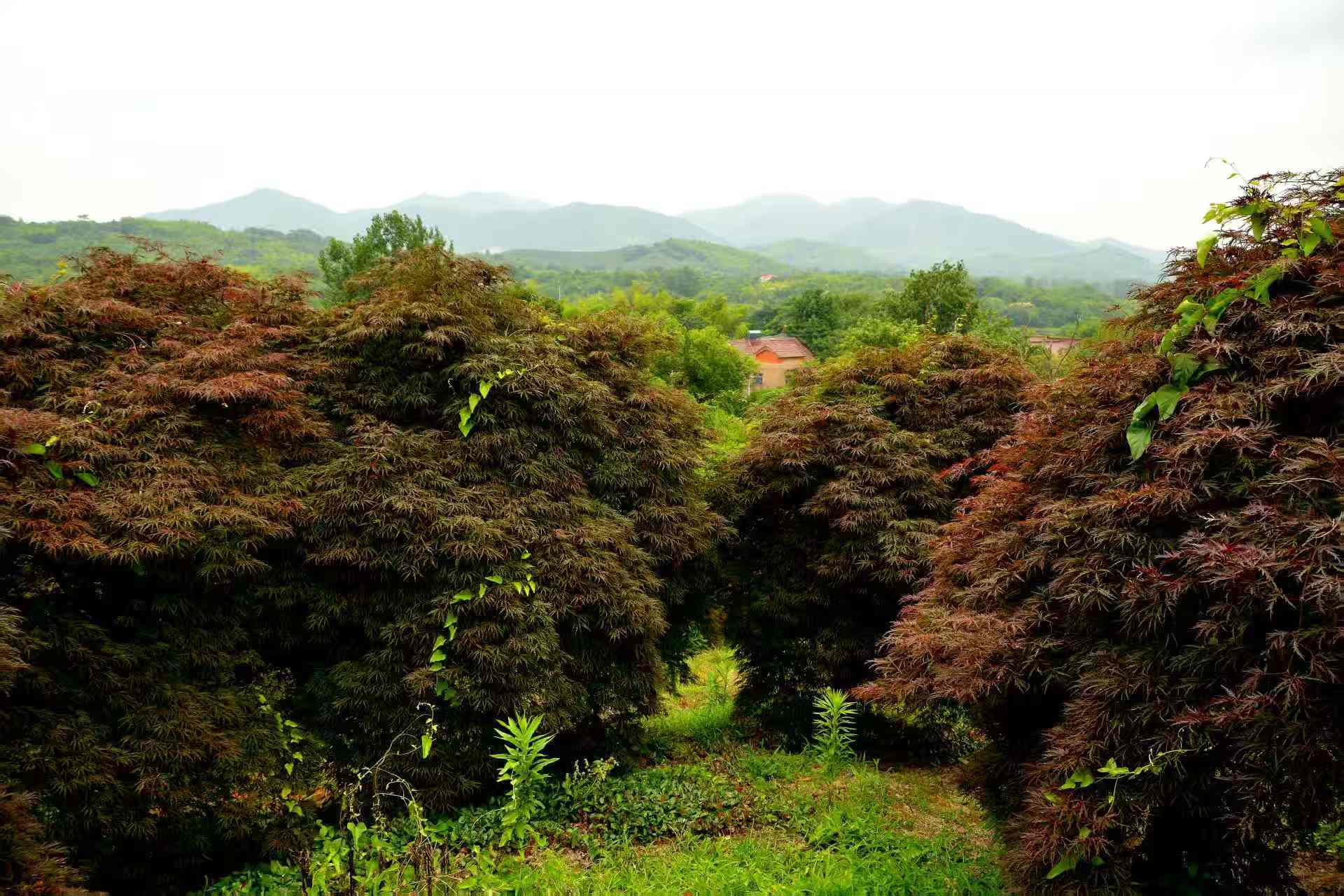 江苏火焰南天竹应用场景