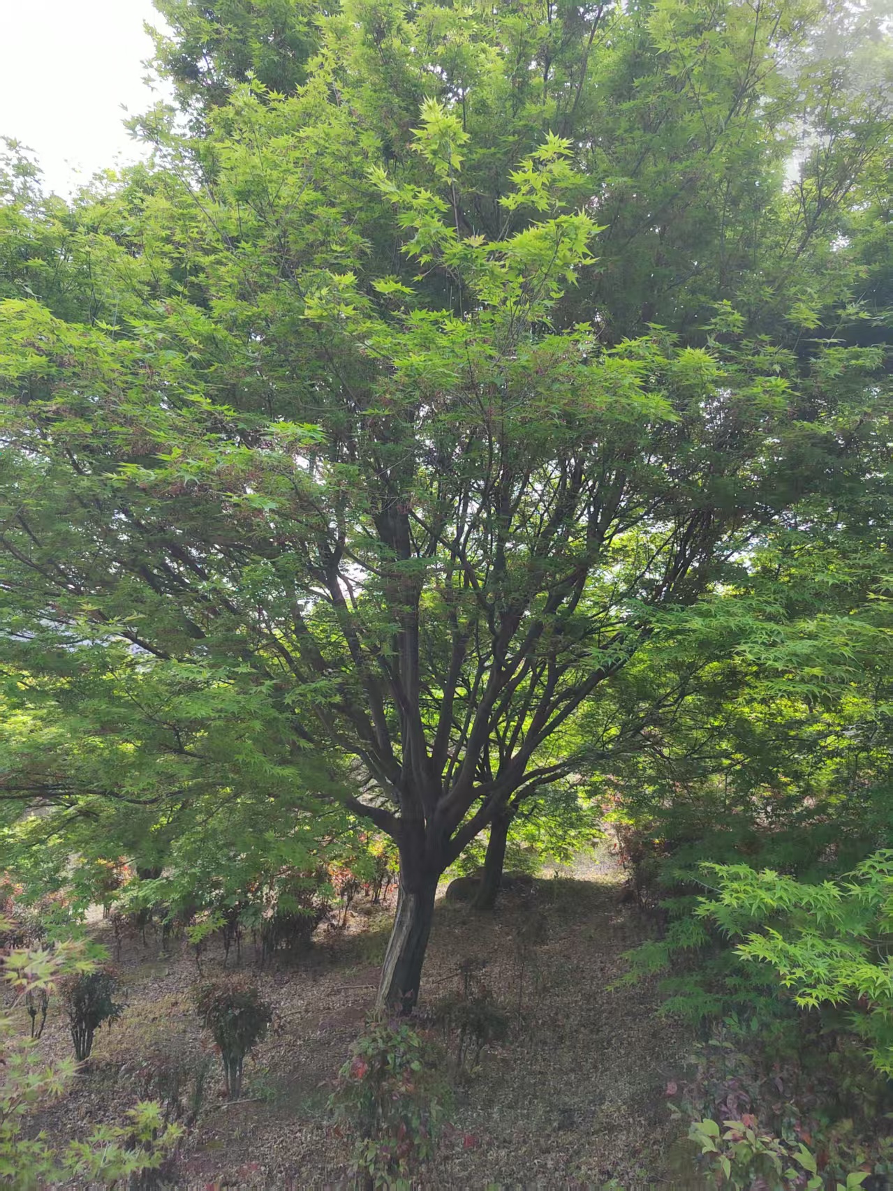 江苏南天竹盆景应用场景
