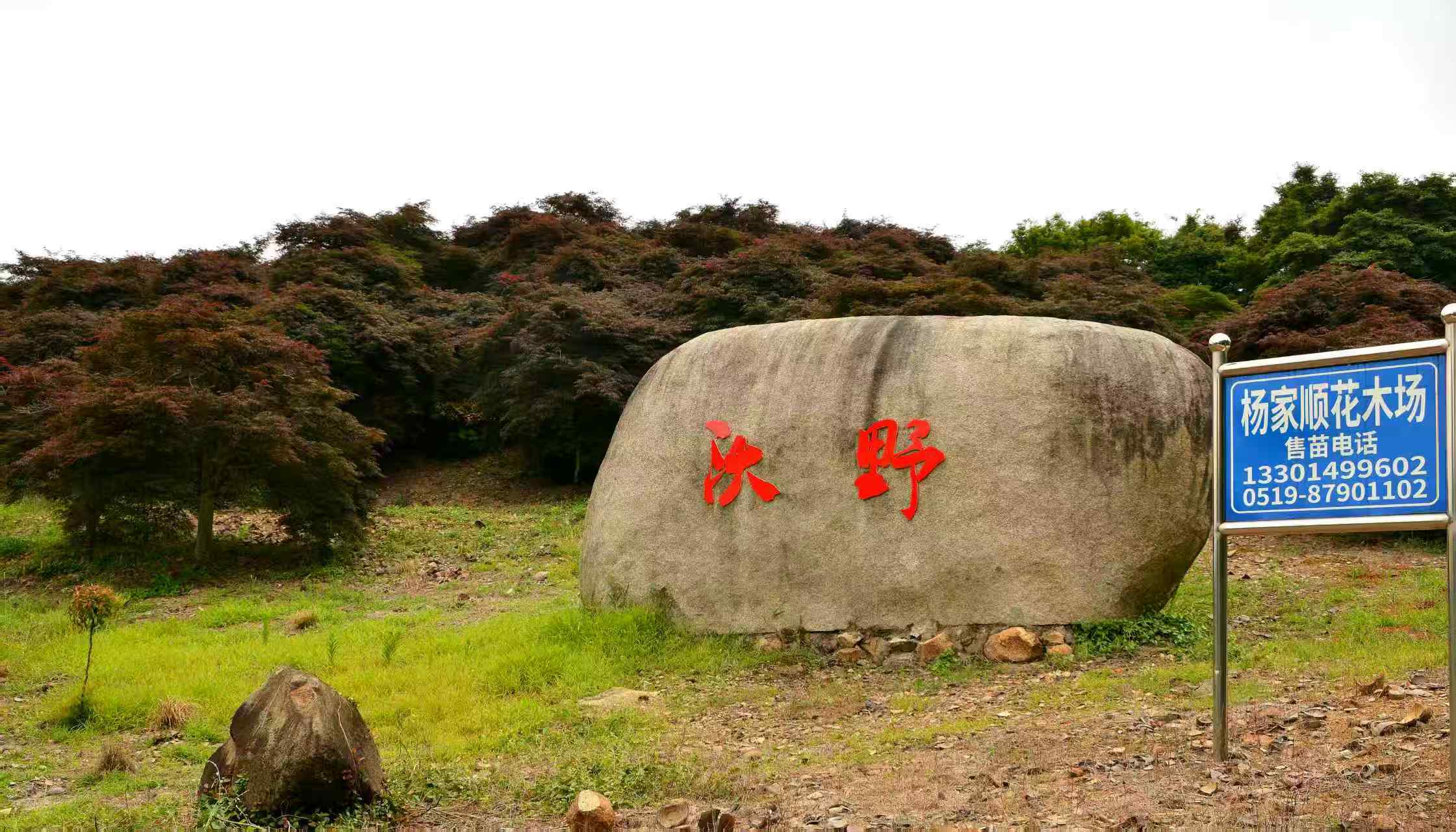 江苏红果南天竹应用场景