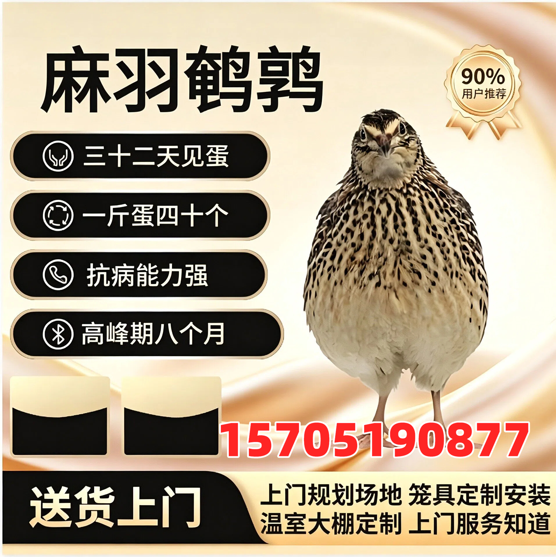 2026 年新发布:平房正规的鹌鹑幼苗养殖源头厂家哪家权威,别再乱养这玩意儿!鹌鹑幼苗养殖的致命坑,90%的新手都踩过