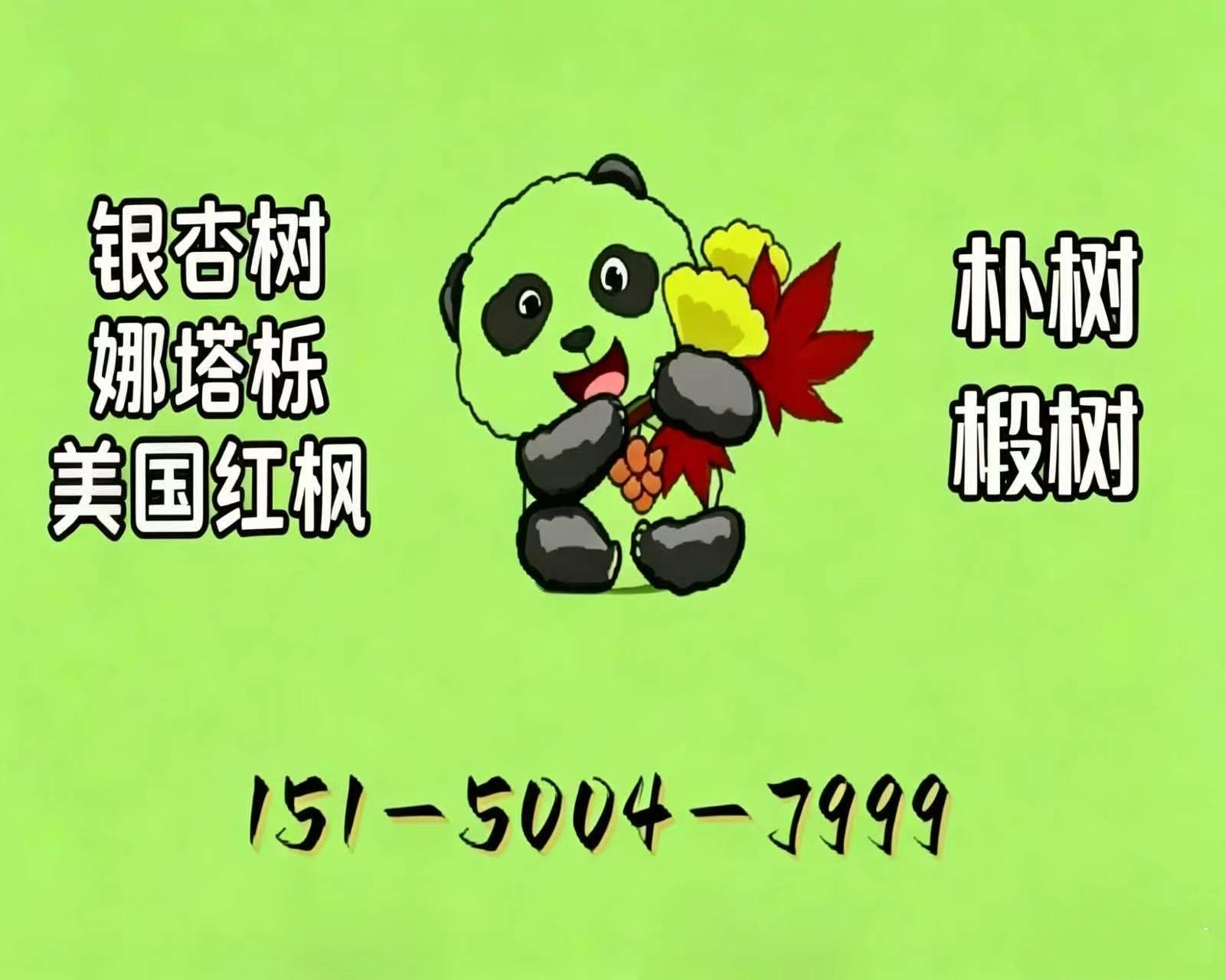 2026 年更新：吉林专业的乌桕树品牌深度剖析,那棵被误认成乌桕树的老桩，藏着江南人几代人的秘密？
