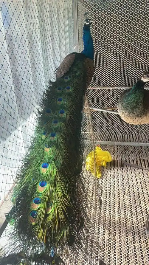 防疫检疫