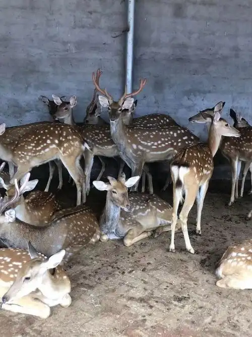 特种畜禽