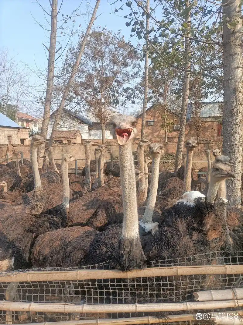 羊驼骆驼