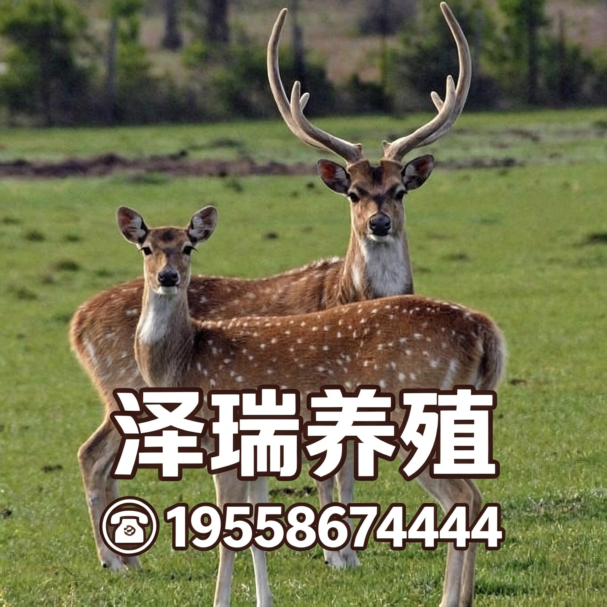 山东泽瑞养殖有限公司