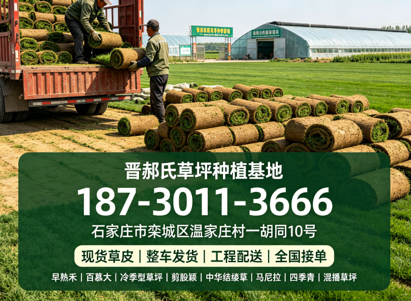 2026 年现阶段涞源专业的混播草坪供应厂家怎么联系,你家草坪越养越差？换它试试，省一半钱还能四季常青！
