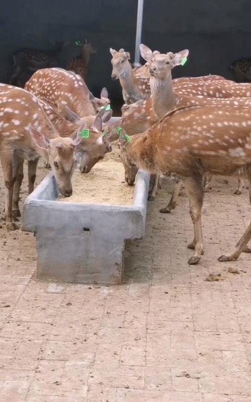 宠物羊