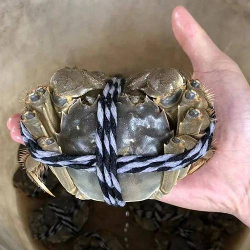 虾滑加工