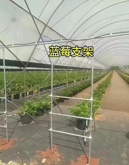 连栋温室