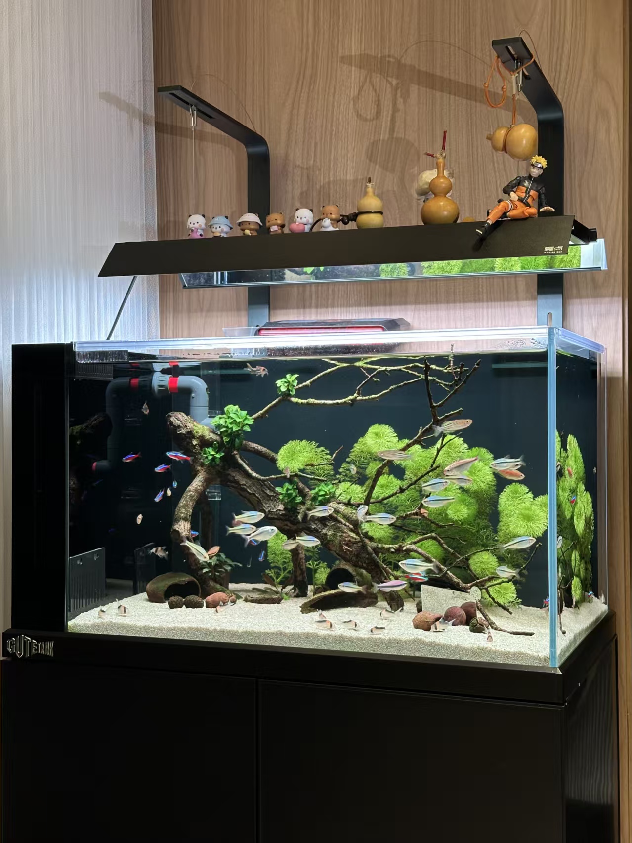 镇江谷特GUTETANK鱼缸溪流缸哪个厂家质量好实拍