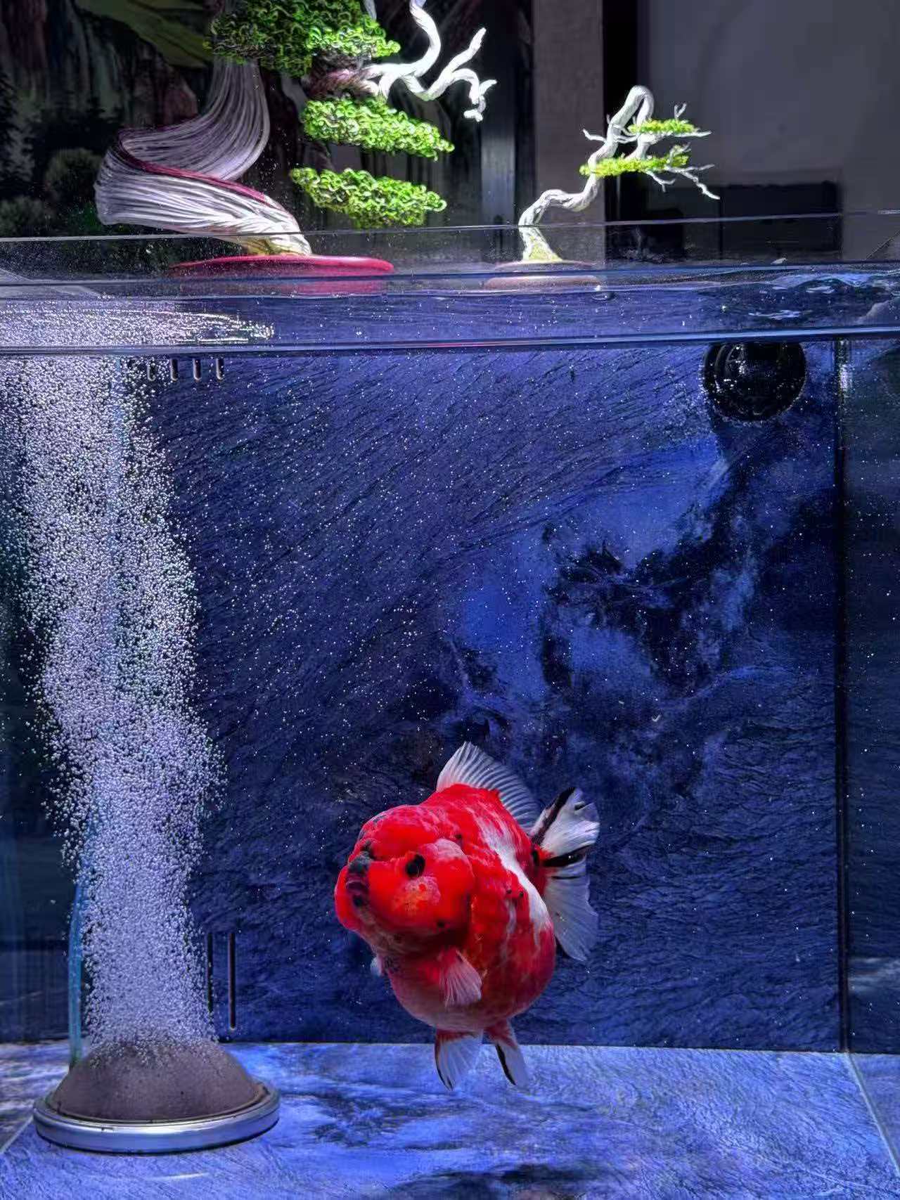 镇江谷特GUTETANK鱼缸谷特GUTETANK鱼缸实力展示